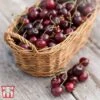 Cherry 'Morello' -Outlet Hompson-morgan Store CHER TKA1769 BB