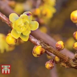 Chimonanthus Praecox -Outlet Hompson-morgan Store CHIM T58138 A