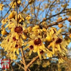 Chimonanthus Praecox -Outlet Hompson-morgan Store CHIM T58138 C