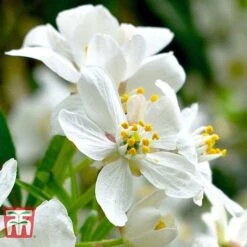 Choisya X Dewitteana 'Aztec Pearl' -Outlet Hompson-morgan Store CHOI T66143 C