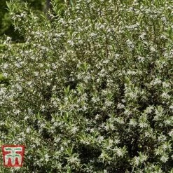 Choisya X Dewitteana 'Aztec Pearl' -Outlet Hompson-morgan Store CHOI T66143 D