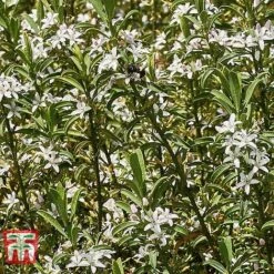 Choisya X Dewitteana 'Aztec Pearl' -Outlet Hompson-morgan Store CHOI T66143 E