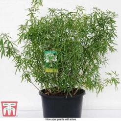 Choisya X Dewitteana 'Aztec Pearl' -Outlet Hompson-morgan Store CHOI T66143 G