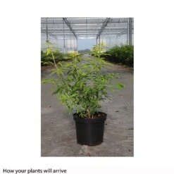 Choisya X Dewitteana 'Goldfingers' -Outlet Hompson-morgan Store CHOI T66144 B h