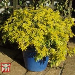 Choisya X Dewitteana 'Goldfingers' -Outlet Hompson-morgan Store CHOI T66144 C