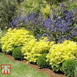 Choisya X Dewitteana 'Goldfingers' -Outlet Hompson-morgan Store CHOI T66144 D