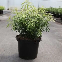 Choisya X Dewitteana 'Greenfingers' -Outlet Hompson-morgan Store CHOI GREENFING S45295 NOW