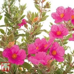 Cistus X Pulverulentus 'Sunset' -Outlet Hompson-morgan Store CIST T66145 C