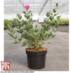 Cistus X Pulverulentus 'Sunset' -Outlet Hompson-morgan Store CIST T66145 D3