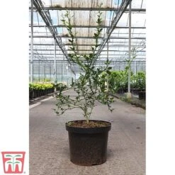 Citrus Trifoliata 11 Citrus Trifoliata -Outlet Hompson-morgan Store CITR TKA3374 B