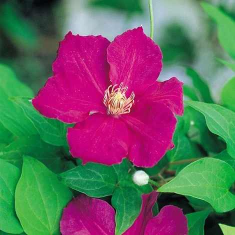 Clematis 'Ernest Markham' 6 Clematis 'Ernest Markham' - Image 4