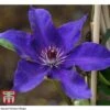 Clematis 'The President' 2 Clematis 'The President' -Outlet Hompson-morgan Store CLEM T66160 A
