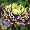 Clematis Florida 'Taiga' -Outlet Hompson-morgan Store CLEM T71512 D