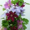 Clematis Trio Rebecca, Ooh La La, Bernadine -Outlet Hompson-morgan Store CLEM TKA0777 A