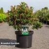 Clethra Alnifolia 'Sixteen Candles' -Outlet Hompson-morgan Store CLET SIXTEENCA S45213