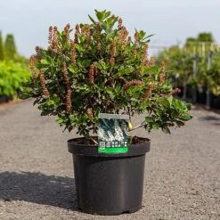 Clethra Alnifolia 'Sixteen Candles' -Outlet Hompson-morgan Store CLET SIXTEENCA S45213 NOW