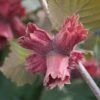 Hazelnut 'Red Cracker' -Outlet Hompson-morgan Store COBN DWW4611 A h