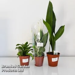 Almost Unkillable Houseplant Collection -Outlet Hompson-morgan Store COLL UNKIL12CM T43974