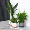 Almost Unkillable Houseplant Collection -Outlet Hompson-morgan Store COLL UNKILLABL T43975