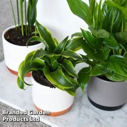 Almost Unkillable Houseplant Collection -Outlet Hompson-morgan Store COLL UNKILLABL T43977