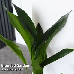 Almost Unkillable Houseplant Collection -Outlet Hompson-morgan Store COLL UNKILLABL T43979