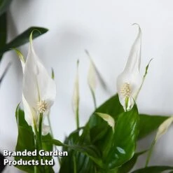 Almost Unkillable Houseplant Collection -Outlet Hompson-morgan Store COLL UNKILLABL T43981