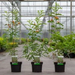 Colutea Media 'Copper Beauty' -Outlet Hompson-morgan Store COLU COPPERBEA S45393 NOW