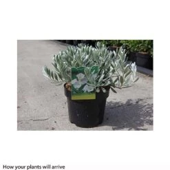 Convolvulus Cneorum -Outlet Hompson-morgan Store CONV T66163 B h