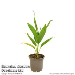 Cordyline 'Conga' (House Plant) 11 Cordyline 'Conga' (House Plant) -Outlet Hompson-morgan Store CORD CONGA10CM T52109