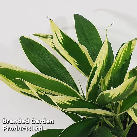 Cordyline 'Conga' (House Plant) 3 Cordyline 'Conga' (House Plant)