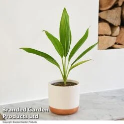 Cordyline 'Conga' (House Plant) 9 Cordyline 'Conga' (House Plant) -Outlet Hompson-morgan Store CORD CONGA T52110