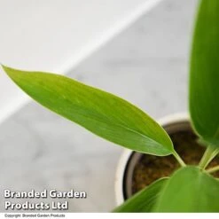 Cordyline 'Conga' (House Plant) 10 Cordyline 'Conga' (House Plant) -Outlet Hompson-morgan Store CORD CONGA T52112