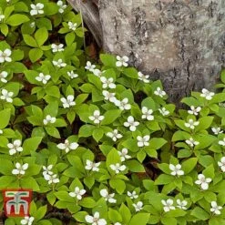 Cornus Canadensis 10 Cornus Canadensis -Outlet Hompson-morgan Store CORN T57945 B1