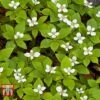 Cornus Canadensis