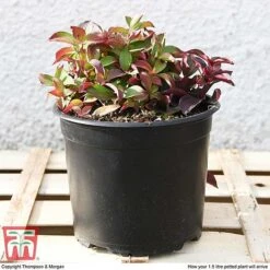 Cornus Canadensis 11 Cornus Canadensis -Outlet Hompson-morgan Store CORN T57945 e1