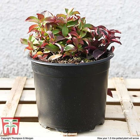 Cornus Canadensis 7 Cornus Canadensis - Image 5