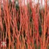 Cornus Sericea 'Cardinal' 2 Cornus Sericea 'Cardinal' -Outlet Hompson-morgan Store CORN T66175 A