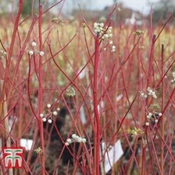 Cornus Sericea 'Cardinal' -Outlet Hompson-morgan Store CORN T66175 B