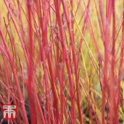 Cornus Sericea 'Cardinal' -Outlet Hompson-morgan Store CORN T66175 C