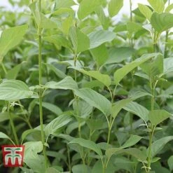 Cornus Sericea 'Cardinal' -Outlet Hompson-morgan Store CORN T66175 D