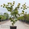Cornus Kousa 'Heart Throb' -Outlet Hompson-morgan Store CORN HEARTTHRO S45361