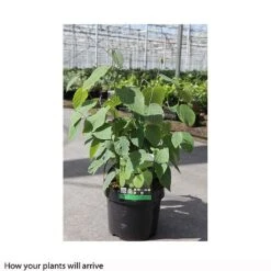 Corylopsis Spicata -Outlet Hompson-morgan Store CORY T66180 B h