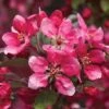 Crab Apple 'Royalty' -Outlet Hompson-morgan Store CRAB T14136 B h