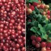 Cranberry & Lingonberry Collection -Outlet Hompson-morgan Store CRAN CWW3327 A h