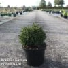 Cryptomeria Japonica 'Green Pearl'