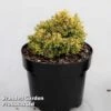 Cryptomeria Japonica 'Twinkle Toes' 1 Cryptomeria Japonica 'Twinkle Toes' -Outlet Hompson-morgan Store CRYP TWINKLETO S45425