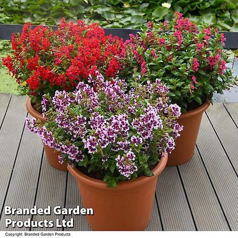 Cuphea 'Sweet Talk Collection' 3 Cuphea 'Sweet Talk Collection'