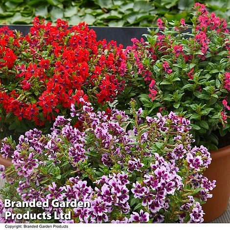 Cuphea 'Sweet Talk Collection' 4 Cuphea 'Sweet Talk Collection' - Image 2