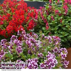 Cuphea 'Sweet Talk Collection' 9 Cuphea 'Sweet Talk Collection' -Outlet Hompson-morgan Store CUPH SWEETTALK T41802