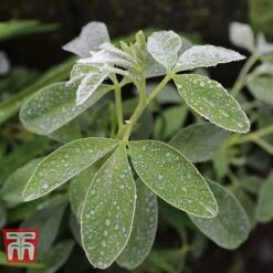 Cytisus Battandieri -Outlet Hompson-morgan Store CYTI TKA3102 C